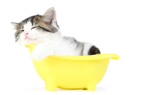 Carino Gattino Dormire Bagno Isolato Sfondo Bianco — Foto Stock