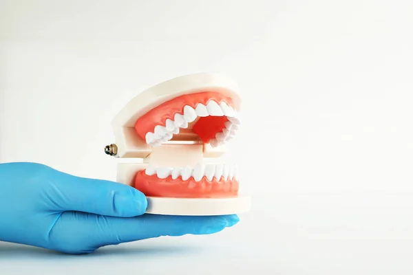 Modelo Dentes Mão Dentista Fundo Cinza — Fotografia de Stock