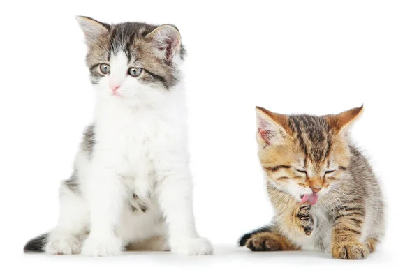 Beautiful Kittens Isolated White Background — Stock Photo, Image