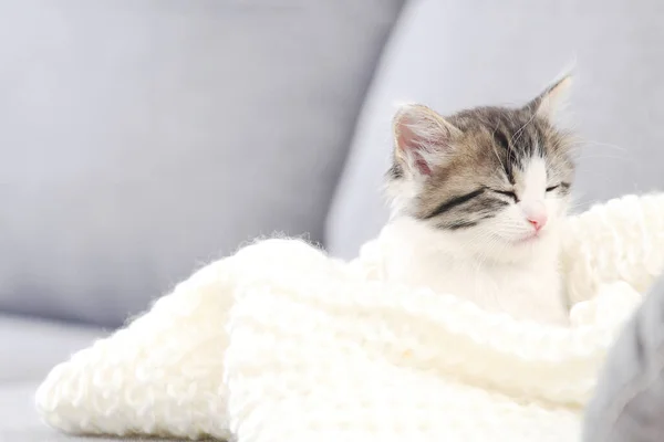Schlafendes Kätzchen Weißem Schal Auf Grauem Sofa — Stockfoto