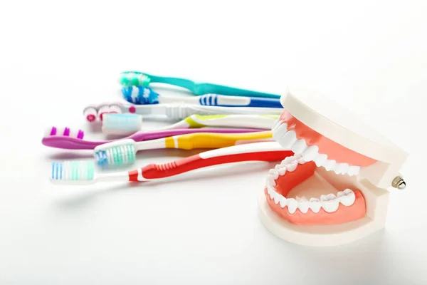Teeth Model Toothbrushes Isolated White Background — Stock Photo, Image