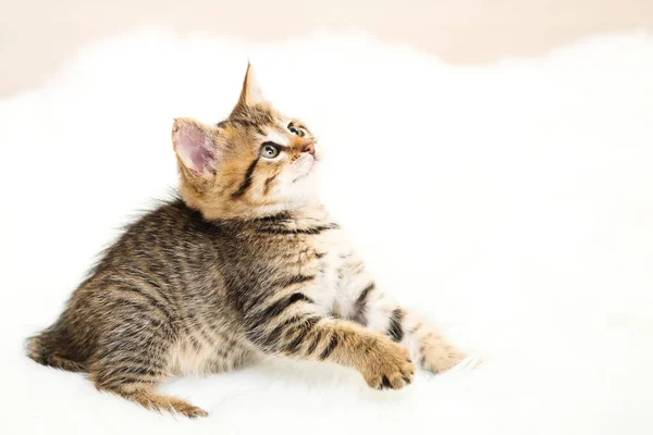 Cute Kitten Sitting White Carpet — Stock Photo, Image