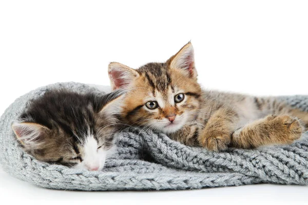 Lindos Gatitos Bufanda Aislada Sobre Fondo Blanco — Foto de Stock