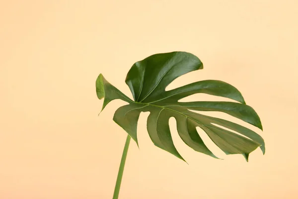 Hoja Verde Monstera Tropical Sobre Fondo Beige — Foto de Stock