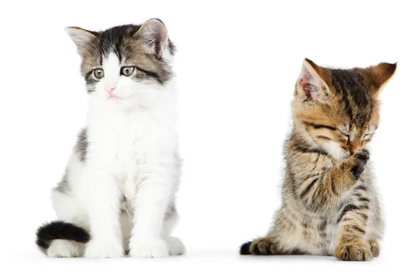 Schöne Kätzchen Isoliert Auf Weißem Hintergrund — Stockfoto