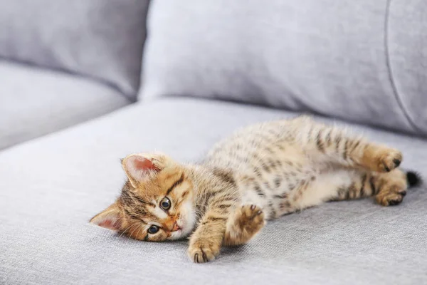 Котёнок Лежит Сером Диване — стоковое фото