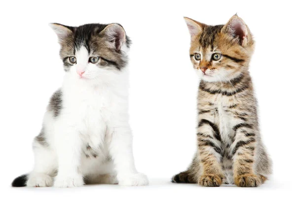 Beyaz Arka Planda Izole Edilmiş Sevimli Kedi Yavruları — Stok fotoğraf