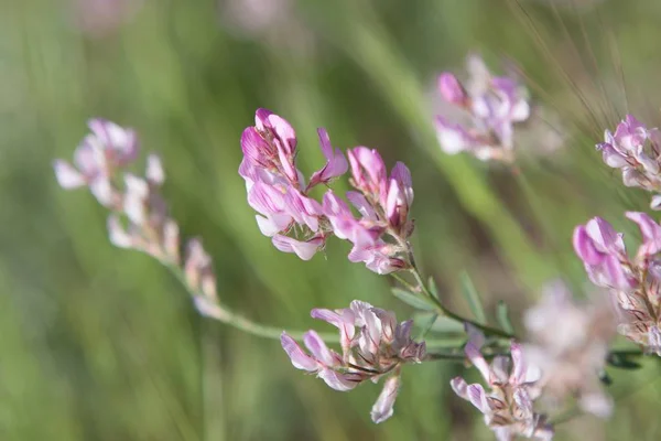 Beautiful pink mountain flower on green grass background Version 2