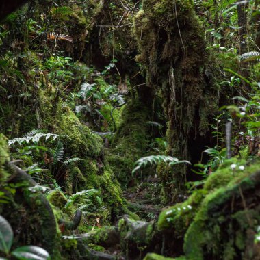 Trus Madi dağın Sabah Malezya sürüm 2 yosunlu ormanda iz