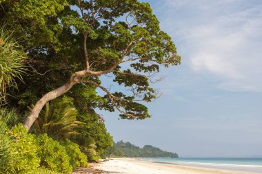 Green tropical jungle with forest bending over Radhanagar Beach Havelock Andaman Islands India clipart