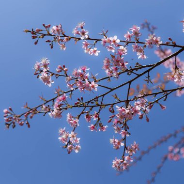 Chiang Mai Tayland sürüm 2 yakınındaki mavi gökyüzü arka plan üzerinde çiçek pembe kiraz ağacı