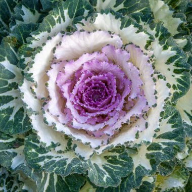 Lahana çiçek lahana Huai Nam Dang Milli Parkı Chiangmai Tayland sürüm 2 içinde dikim