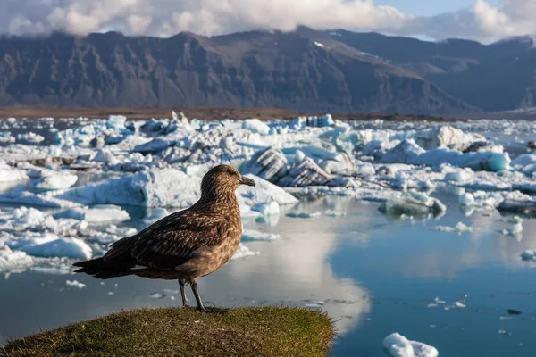Μεγάλο καφετί πουλί στέκεται πάνω σε ένα λόφο πάνω από παγόβουνα στο Γιόκουλσάρλον παγετώνα λιμνοθάλασσα της υπερθέρμανσης του πλανήτη και — Φωτογραφία Αρχείου