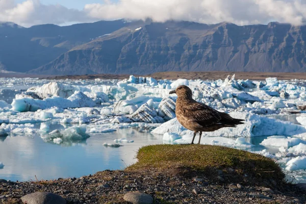 Grande uccello in piedi su una collina sopra gli iceberg nella laguna del ghiacciaio di Jokulsarlon Riscaldamento globale e clima — Foto Stock