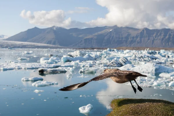 Big bird taking off above icebergs in Jokulsarlon glacier lagoon Base of the Vatnajokull glacier at