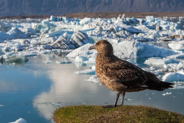 Big bird looking on the icebergs in Jokulsarlon glacier lagoon Global warming and climate change