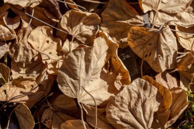 Zemin kuru çiçek arka plan üzerinde sürüm 2 kuru bodhi ağacı yapraklar