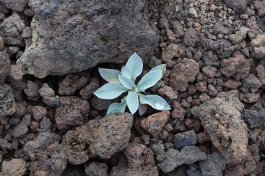 Şaşırtıcı nazik bitki volkanik lav taşları üzerinde büyüyen umut için ilham verici ve kavramsal görüntü