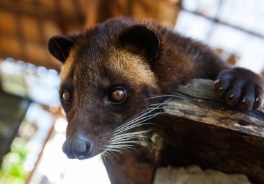 Asya palmiyesi misk paradoksu hermafroditus insanlar bunu ünlü kopi luwak üretimi için kullanır.