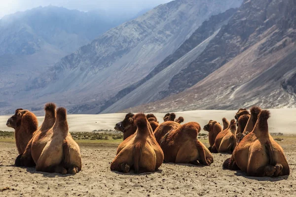 Ομάδα καμήλες που αναπαύονται στην κοιλάδα Nubra Ladakh — Φωτογραφία Αρχείου
