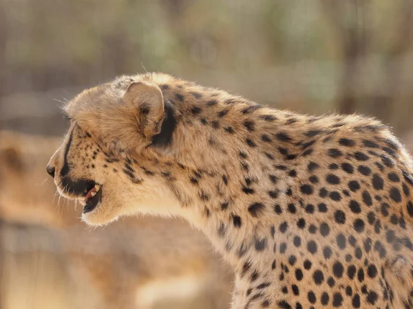 Gepard Namibia Savannah - Stock-foto