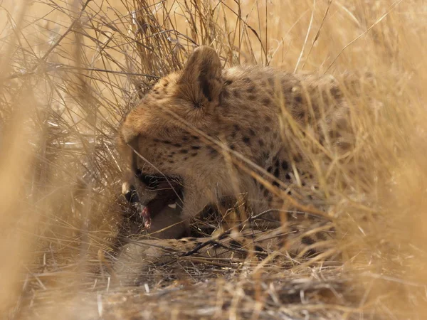 Cheetah Namibia Savannah — Stock Photo, Image