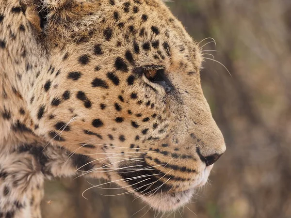 Леопарт Саванне — стоковое фото