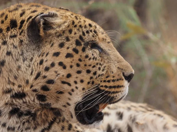 Леопарт Саванне — стоковое фото