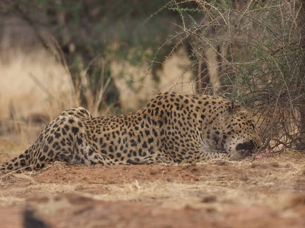 Leoparden Der Savanne — Stockfoto