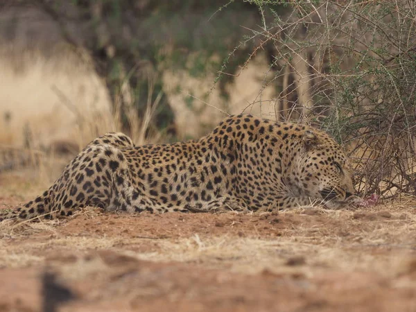 Leopart Savaně — Stock fotografie