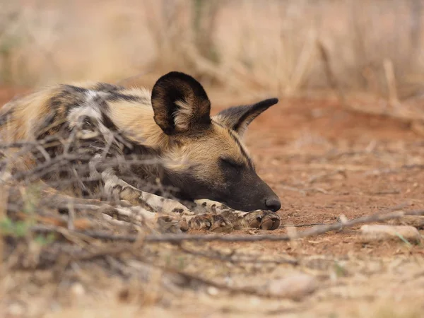 Hyäne Der Wüste — Stockfoto