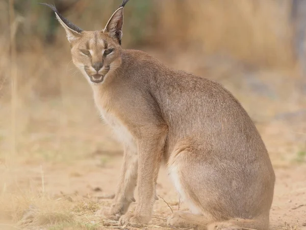 Lince Del Deserto Della Namibia — Stockfoto