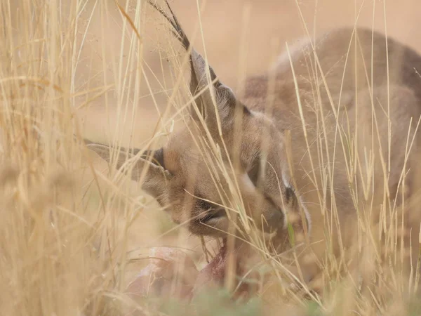 Lince Del Deserto Della Namibia — Foto de Stock