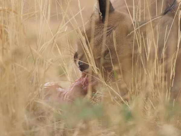 Lince Del Deserto Della Namibia — Stockfoto