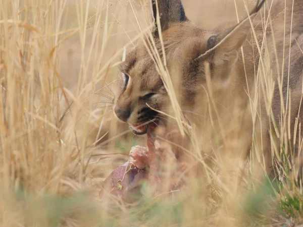 Lince Del Deserto Della Namibia — Stock Photo, Image