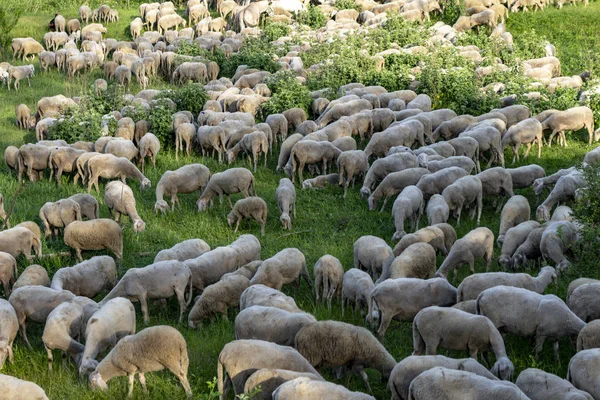 Flook of sheep in a field