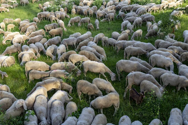 Flook of sheep in a field