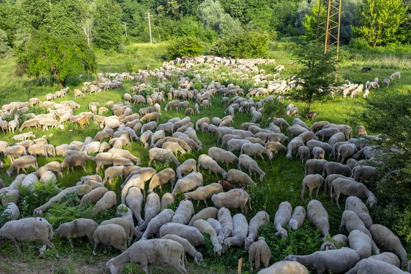 Flook of sheep in a field