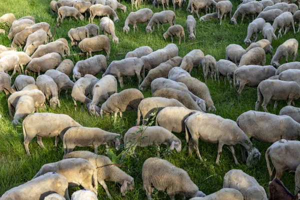 Flook of sheep in a field