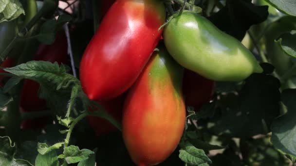 在家庭花园里的西红柿 — 图库视频影像
