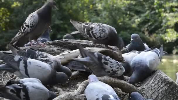 Group Pigeons Lake — Stock Video