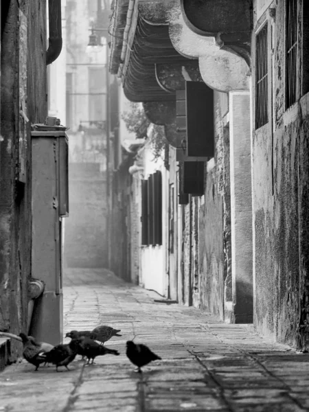 Venecia Blanco Negro —  Fotos de Stock