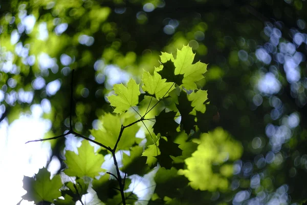 Planta Verde Verão — Fotografia de Stock