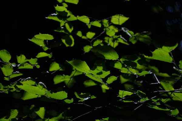 Hydrangea Virág Kertben — Stock Fotó