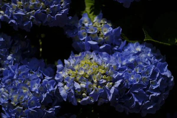 Λουλούδι Ορτανσία Έναν Κήπο — Φωτογραφία Αρχείου