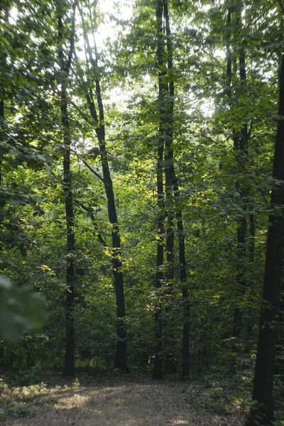 Höstfärg Park — Stockfoto