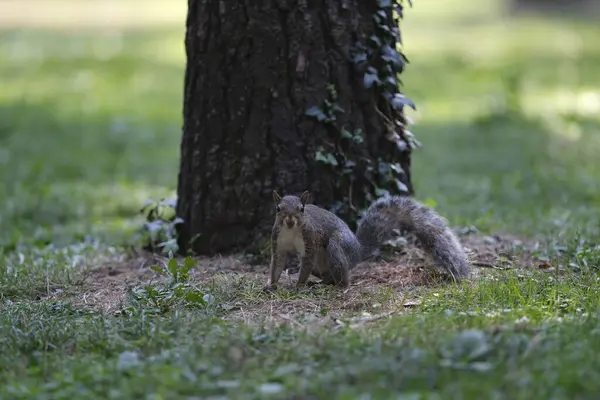 Little Squittell Public Park — Stock Photo, Image