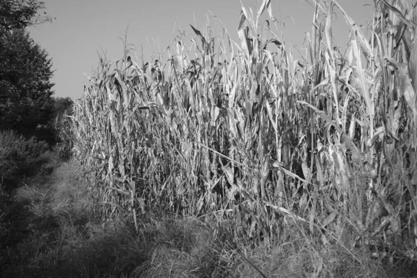 Кукурузное Поле Сентябре Черное Белое — стоковое фото