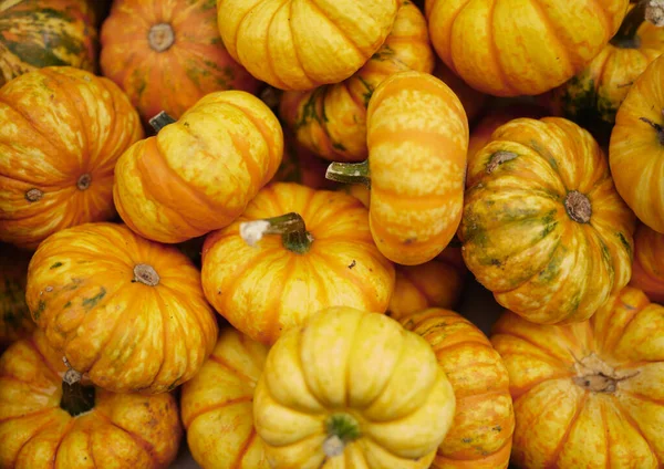 Group Halloween Pumpkin — Stock Photo, Image