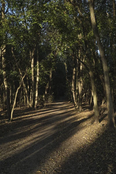 Solnedgång Park Höst — Stockfoto